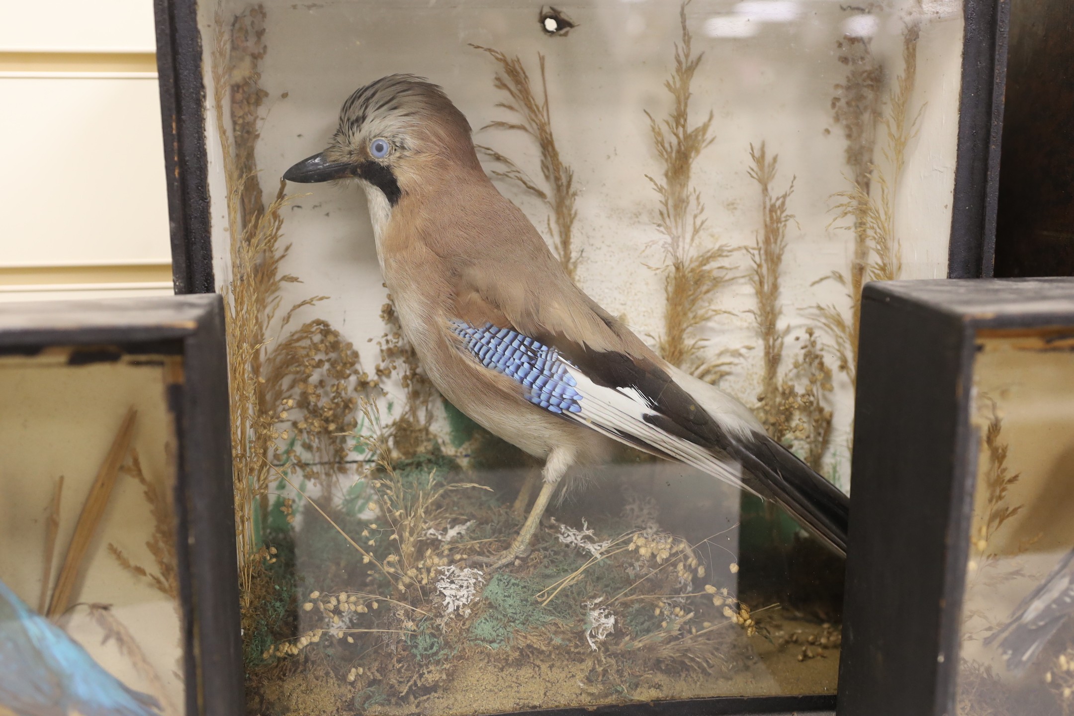 Four Edwardian taxidermy cases containing: a Nightjar, Jay, Kingfisher and Bullfinch (4), largest 39cms wide x 32cms high